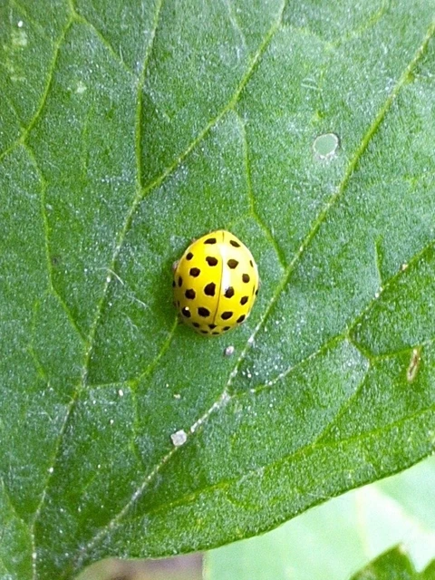 Psyllobora vigintiduopunctata - huszonkétpettyes katica