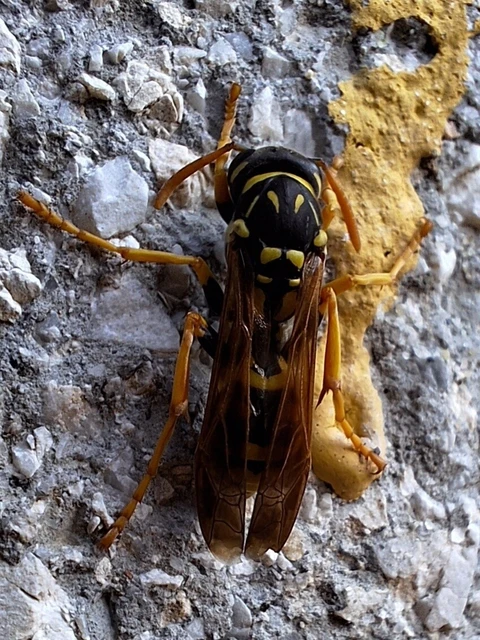 Polistes - papírdarazsak