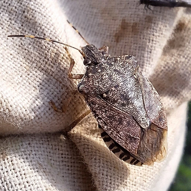 Halyomorpha halys - ázsiai márványospoloska Halyomorpha halys - ázsiai márványospoloska