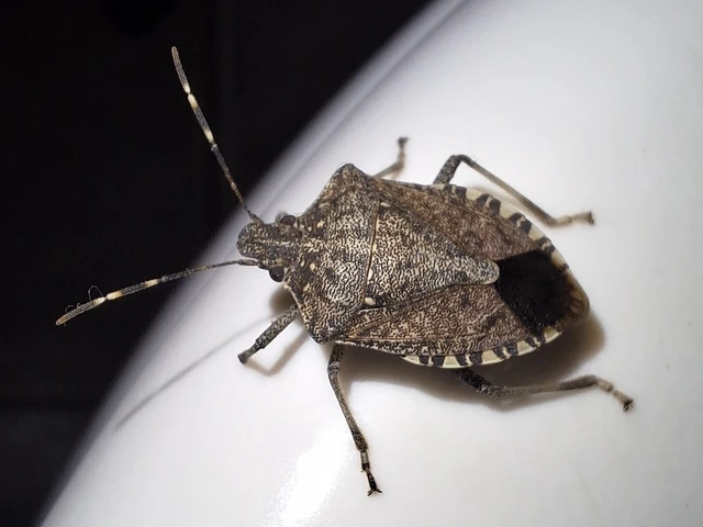 Halyomorpha halys - ázsiai márványospoloska Halyomorpha halys - ázsiai márványospoloska