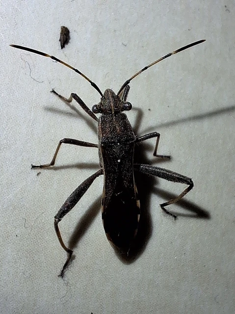 Camptopus lateralis - görbelábú karimáspoloska