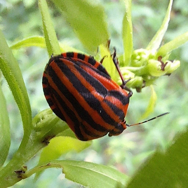 Graphosoma italicum - csíkos pajzsospoloska Graphosoma italicum - csíkos pajzsospoloska
