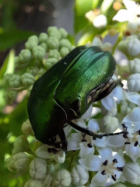 Cetonia aurata - aranyos virágbogár