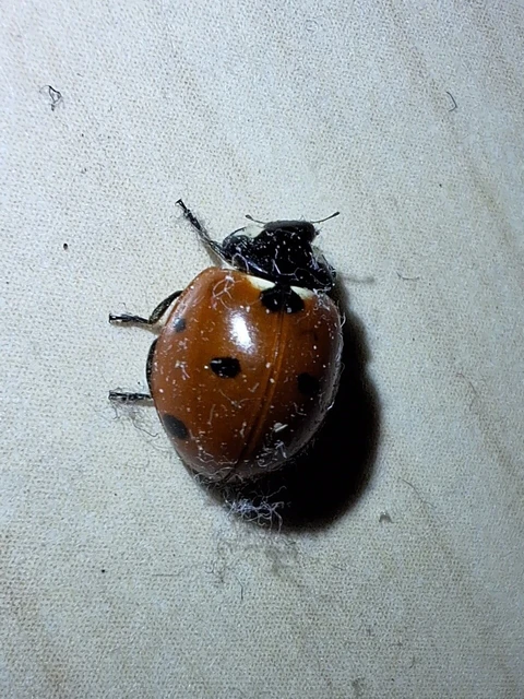 Coccinella septempunctata - hétpettyes katica