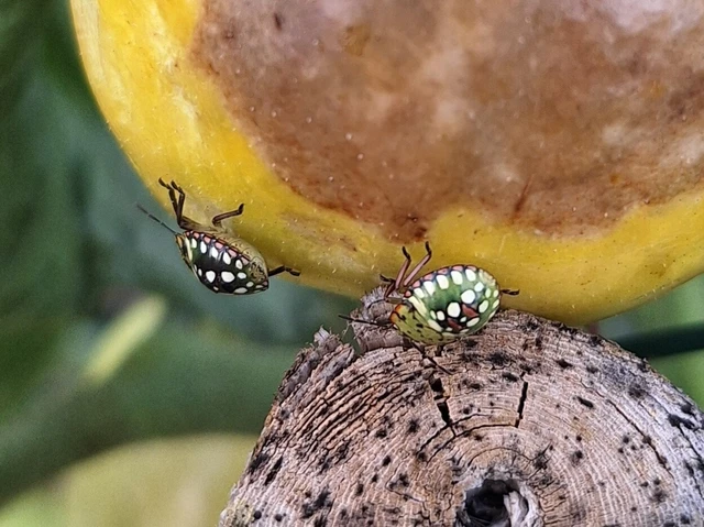 Nezara viridula - zöld vándorpoloska Nezara viridula - zöld vándorpoloska