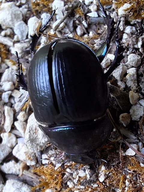 Anoplotrupes stercorosus - erdei álganéjtúró Anoplotrupes stercorosus - erdei álganéjtúró
