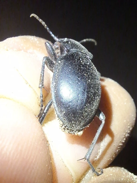 Carabus hungaricus - magyar futrinka Carabus hungaricus - magyar futrinka
