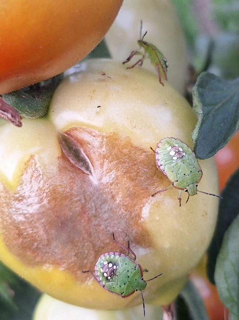 Nezara viridula - zöld vándorpoloska Nezara viridula - zöld vándorpoloska