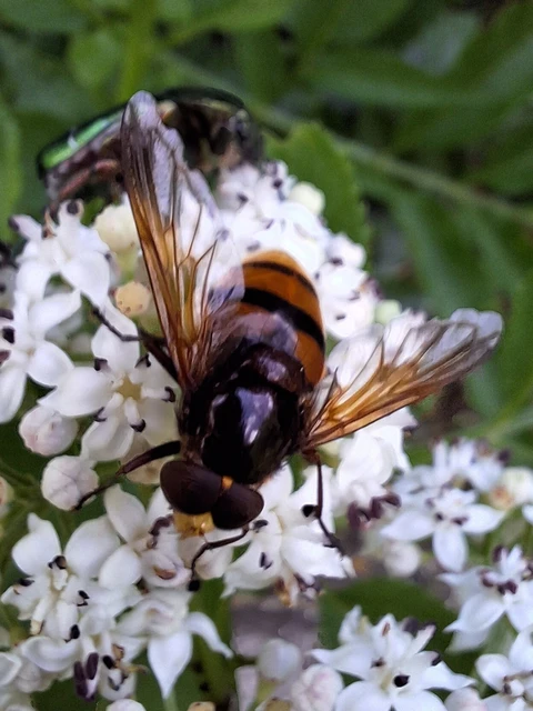 Diptera - Kétszárnyúak
