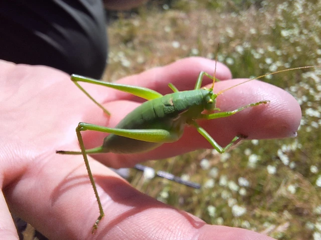 Orthoptera - Egyenesszárnyúak