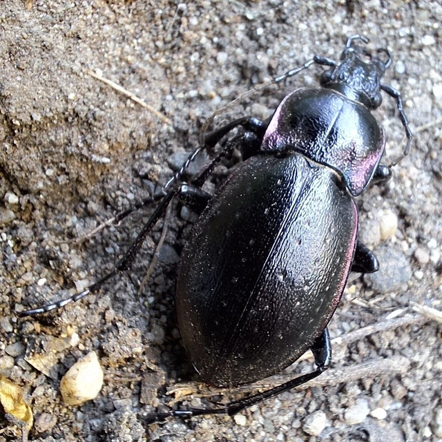 Carabus nemoralis - ligeti futrinka Carabus nemoralis - ligeti futrinka