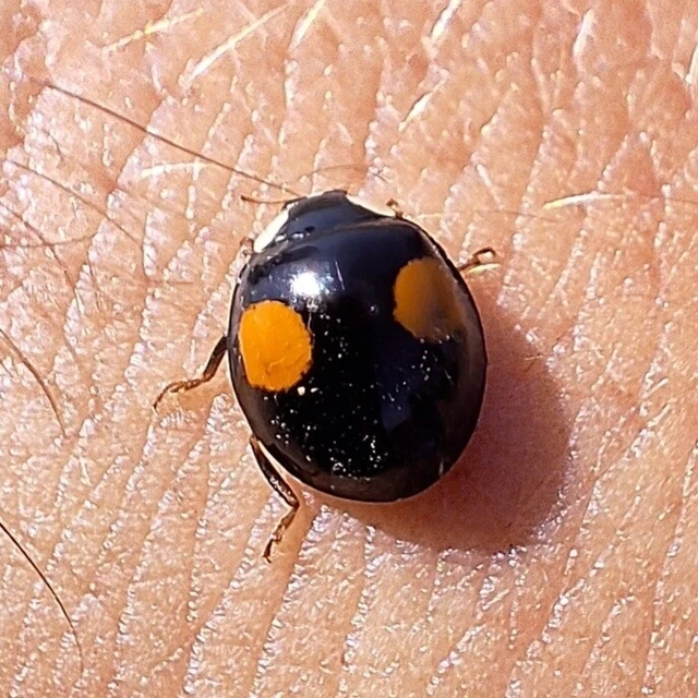 Harmonia axyridis - harlekinkatica