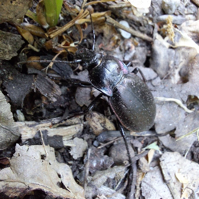 Carabus nemoralis - ligeti futrinka Carabus nemoralis - ligeti futrinka