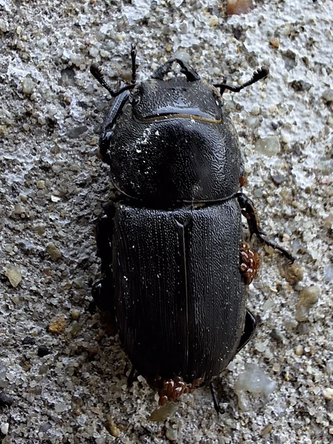 Dorcus parallelipipedus - kis szarvasbogár Dorcus parallelipipedus - kis szarvasbogár