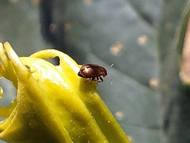 Epitrix hirtipennis - dohány-földibolha