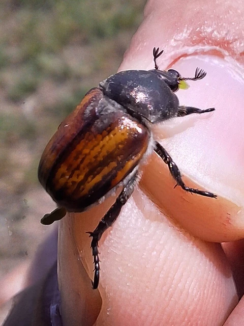 Anisoplia tempestiva - gabonaszipoly