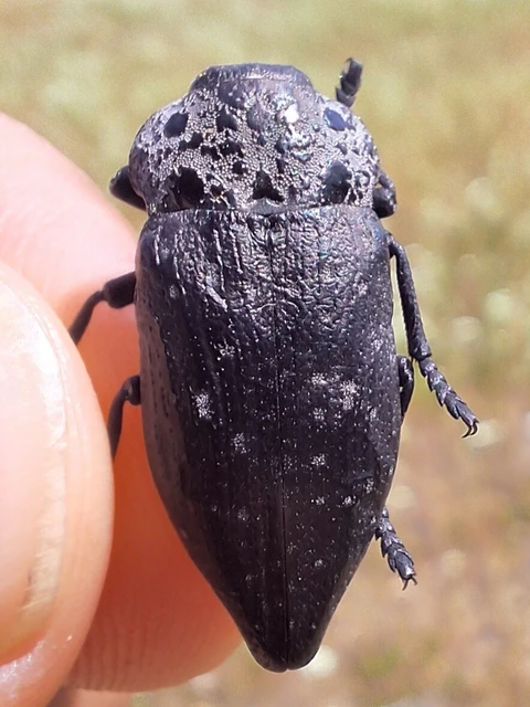 Capnodis tenebrionis - kökény-tükrösdíszbogár