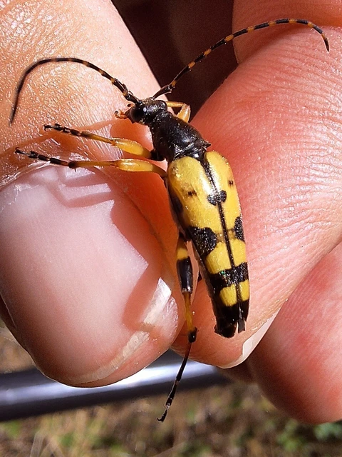 Rutpela maculata - tarkacsápú karcsúcincér Rutpela maculata - tarkacsápú karcsúcincér