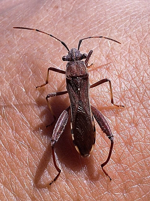 Camptopus lateralis - görbelábú karimáspoloska