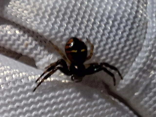 Araneae - Pókok