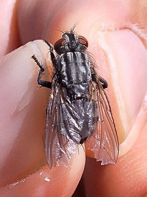 Diptera - Kétszárnyúak