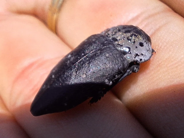 Capnodis tenebrionis - kökény-tükrösdíszbogár