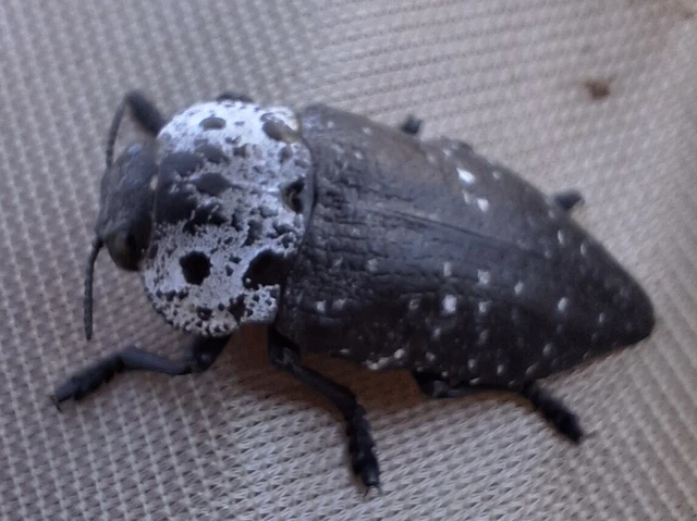 Capnodis tenebrionis - kökény-tükrösdíszbogár