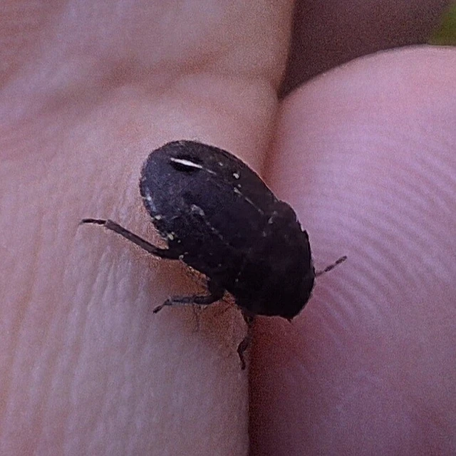 Odontoscelis Odontoscelis