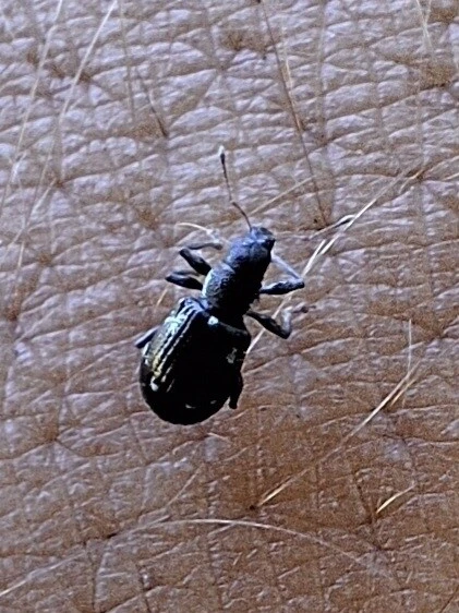 Polydrusus picus - pikkelyfoltos lombormányos