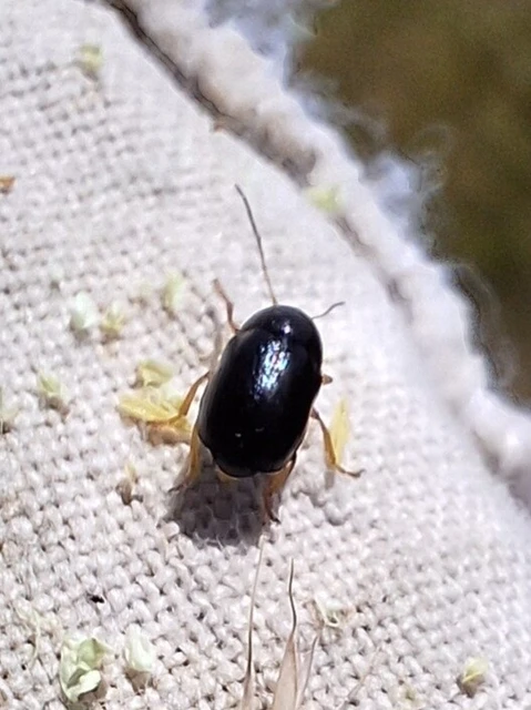 Cryptocephalus
