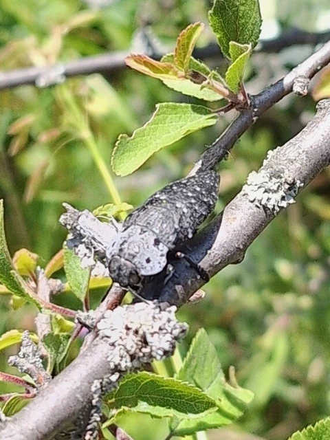 Capnodis tenebrionis - kökény-tükrösdíszbogár