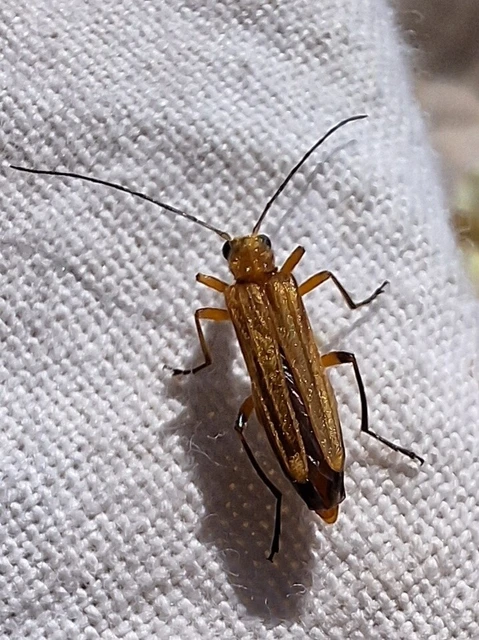 Oedemera podagrariae - székfű-álcincér