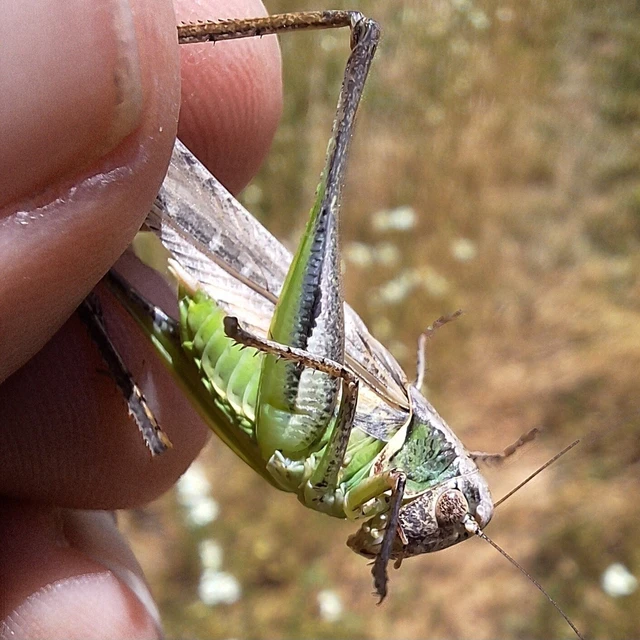 Orthoptera - Egyenesszárnyúak