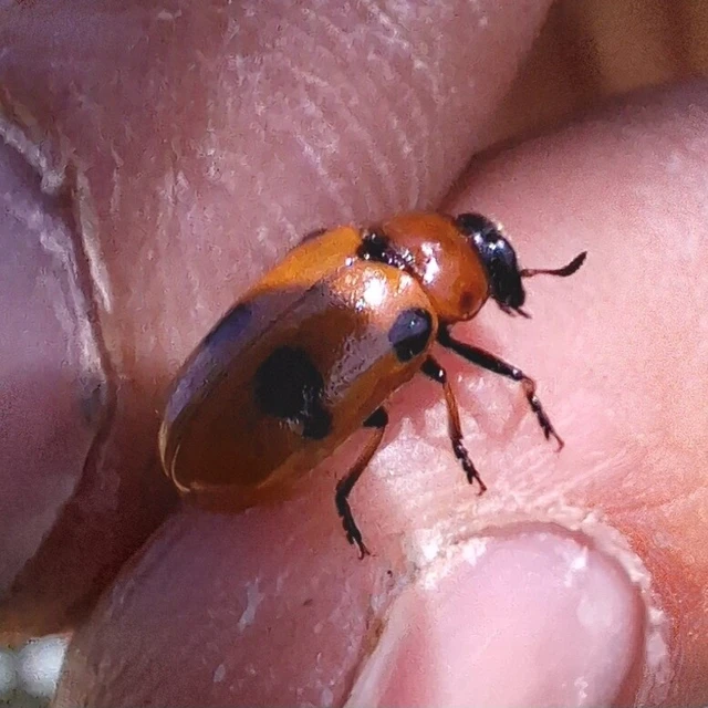 Tituboea macropus - dárdahere-zsákhordóbogár