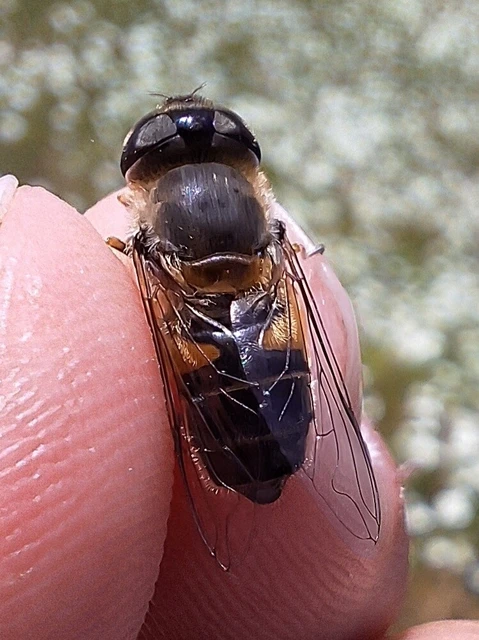 Diptera - Kétszárnyúak