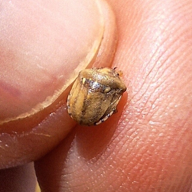Derula flavoguttata