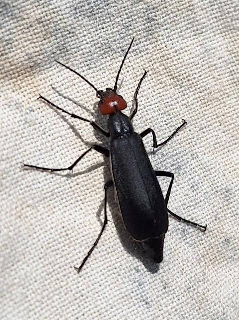 Epicauta rufidorsum - hollóbogár