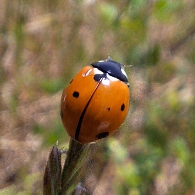 Coccinella septempunctata - hétpettyes katica