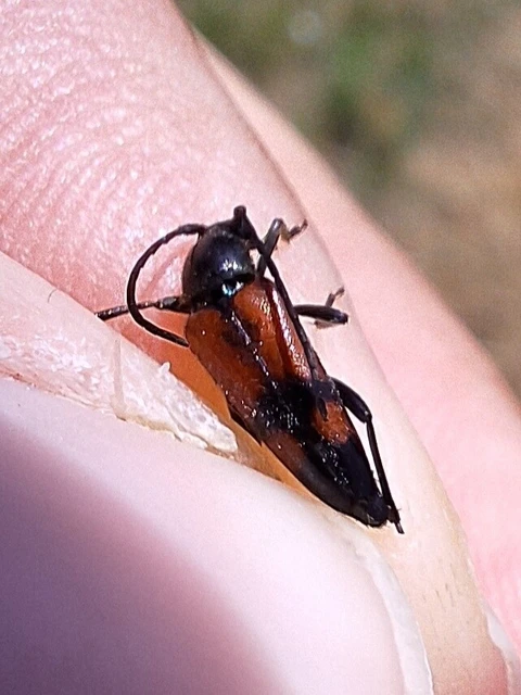 Stenurella bifasciata - kétöves karcsúcincér