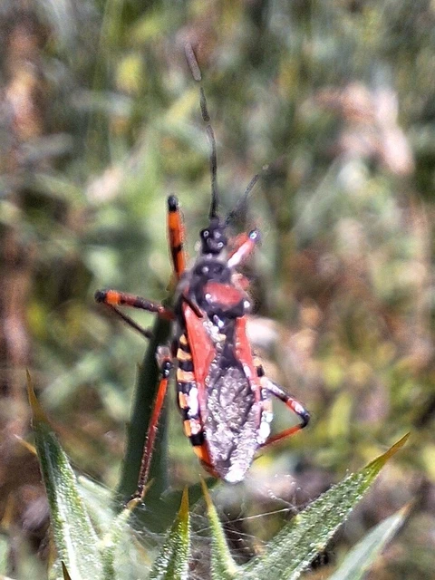 Rhynocoris iracundus - közönséges gyilkospoloska