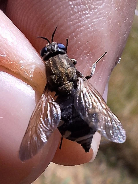 Diptera - Kétszárnyúak