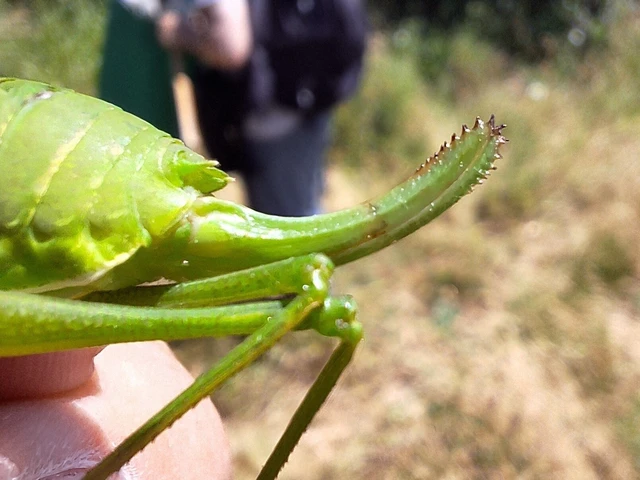 Orthoptera - Egyenesszárnyúak