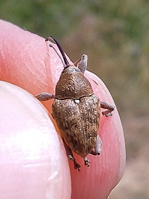 Curculio glandium - tölgymakkzsuzsóka