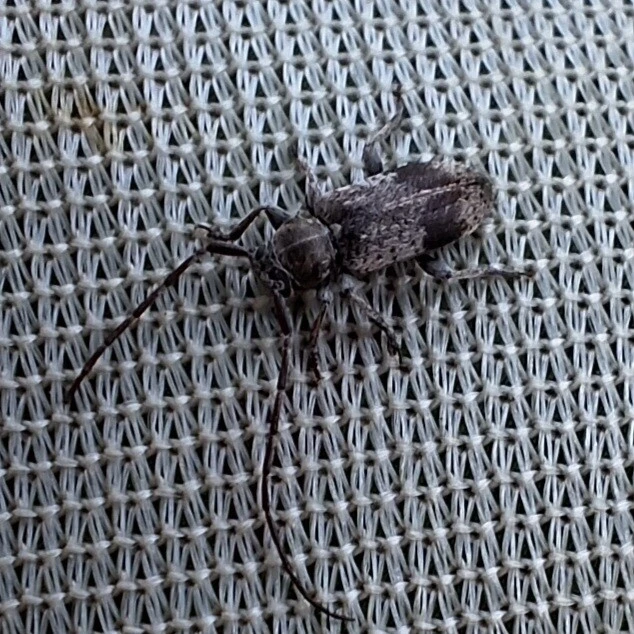 Exocentrus punctipennis - szilfa-rőzsecincér
