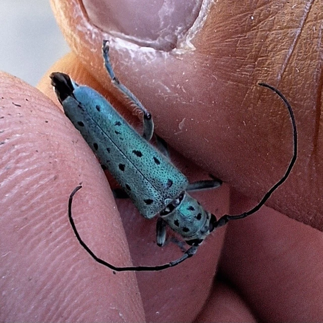 Saperda punctata - pettyes szilcincér Saperda punctata - pettyes szilcincér