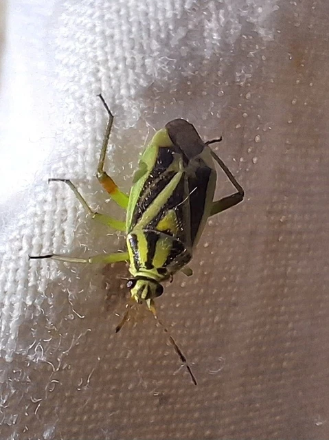 Brachycoleus decolor