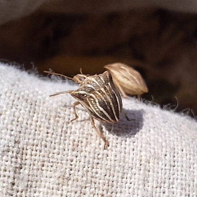 Ancyrosoma leucogrammes - vállas poloska Ancyrosoma leucogrammes - vállas poloska