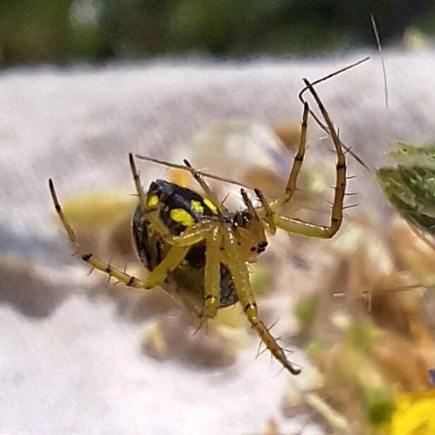 Araneae - Pókok