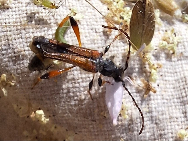 Stenopterus rufus - tarkacsápú keskenyfedőscincér