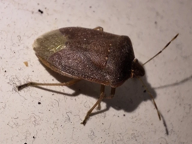 Nezara viridula - zöld vándorpoloska Nezara viridula - zöld vándorpoloska